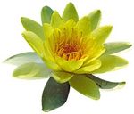 Le rumicub chinois du Président Sarkozy