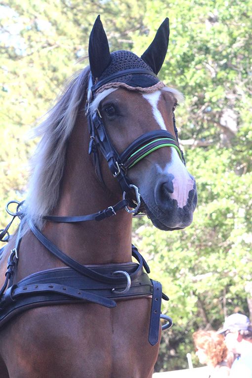 Ariège, Alpes, Drôme et Vaucluse, les auteurs en dédicaces