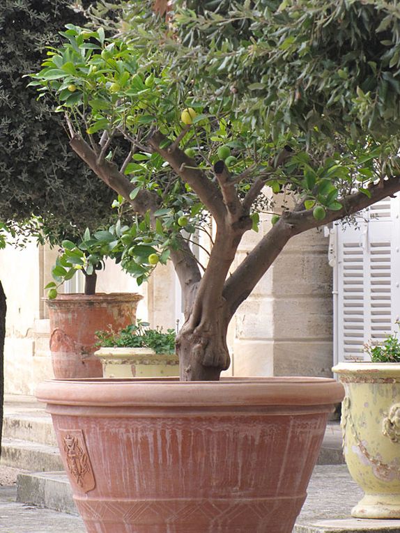 Album - Francoise-Bourdon