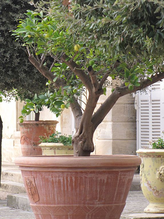 Album - Francoise-Bourdon